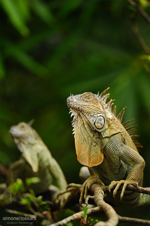 Iguana iguana   Nikon D3  Nikon 600 VR f/4  1/500 sec  f/4  ISO 400 Caccia fotografica rettili materiale Nikon Simone Tossani