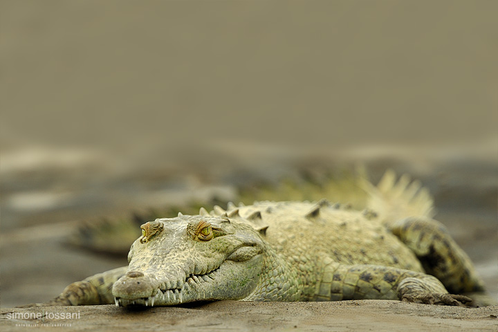 Crocodylus intermedius Nikon D3  Nikon 600 VR f/6.3  1/500 sec  f/4  ISO 400 Caccia fotografica rettili materiale Nikon Simone Tossani