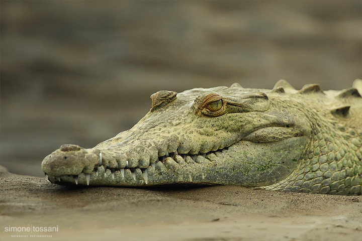 Crocodylus intermedius Nikon D3  Nikon 600 VR f/4 Nikon TC 1.7x  1/800 sec  f/7.1  ISO 400 Caccia fotografica rettili materiale Nikon Simone Tossani