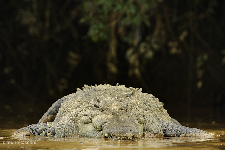 Crocodylus acutus  Nikon D3  Nikon 600 VR f/4  1/2500 sec  f/4  ISO 1250 Caccia fotografica rettili materiale Nikon Simone Tossani