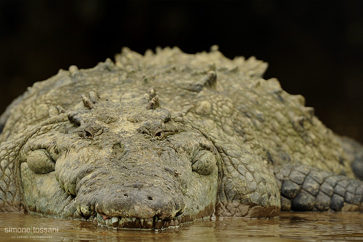 Crocodylus acutus  Nikon D3  Nikon 600 VR f/4  1/2500 sec  f/6.3  ISO 1250 Caccia fotografica rettili materiale Nikon Simone Tossani