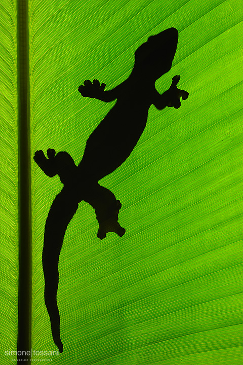 Thecadactylus rapicauda Nikon D3  Nikon Micro AF 200 f/4 D ED  1.6 sec  f/20  ISO 200  Lite Panel MicroPro  Caccia fotografica rettili materiale Nikon Simone Tossani