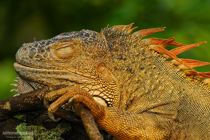 Iguana iguana   Nikon D3  Nikon 600 VR f/4  Nikon TC 1.7x  1/320 sec  f/7.1  ISO 640 Caccia fotografica rettili materiale Nikon Simone Tossani