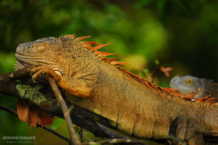 Iguana iguana   Nikon D3  Nikon 600 VR f/4  1/500 sec  f/4  ISO 400 Caccia fotografica rettili materiale Nikon Simone Tossani
