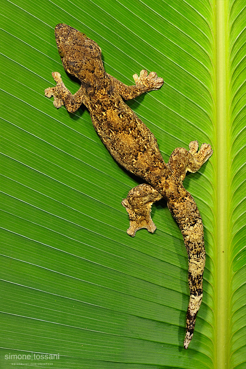 Thecadactylus rapicauda Nikon D3 Nikon Micro AF 200 f/4 D ED 1.6 sec f/20 ISO 200 Lite Panel MicroPro Caccia fotografica rettili materiale Nikon Simone Tossani