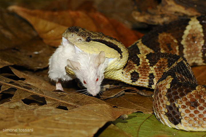 Bothrops asper Nikon D3  Nikon 105 VR f/2.8  1/60 sec  f/9  ISO 1600 Caccia fotografica rettili materiale Nikon Simone Tossani