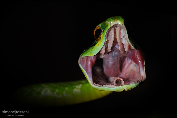 Leptophis depressirostris  Nikon D700  Nikon 60 Micro f/2.8  1/640 sec  f/14  ISO 1000 Caccia fotografica rettili materiale Nikon Simone Tossani