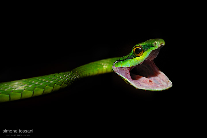 Leptophis depressirostris  Nikon D700  Nikon 60 Micro f/2.8  1/1600 sec  f/11  ISO 1000 Caccia fotografica rettili materiale Nikon Simone Tossani