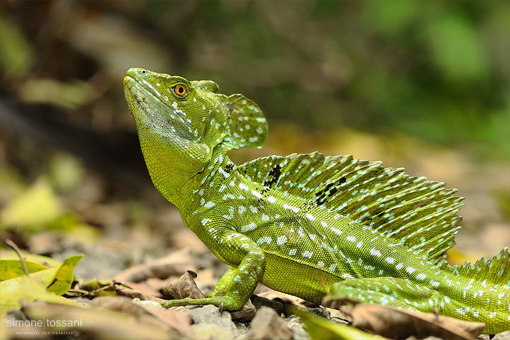 Basiliscus plumifrons Nikon D3  Nikon 105 VR f/2.8  1/100 sec  f/4.5  ISO 200 Caccia fotografica rettili materiale Nikon Simone Tossani