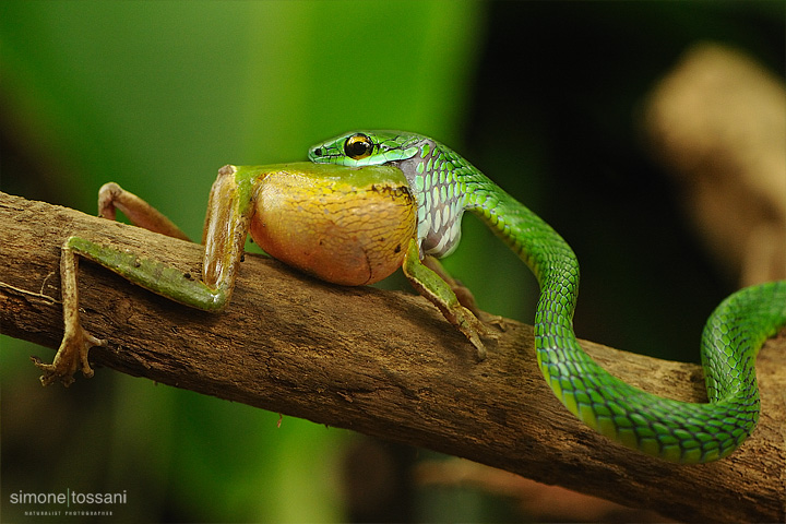 Leptophis depressirostris  Nikon D3  Nikon 105 VR f/2.8  1/125 sec  f/6.3  ISO 2500  Lite Panel Pro Caccia fotografica rettili materiale Nikon Simone Tossani