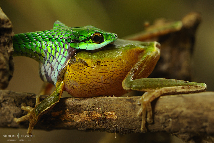 Leptophis depressirostris  Nikon D3  Nikon 105 VR f/2.8  1/50 sec  f/7.1  ISO 1250  Lite Panel Pro Caccia fotografica rettili materiale Nikon Simone Tossani