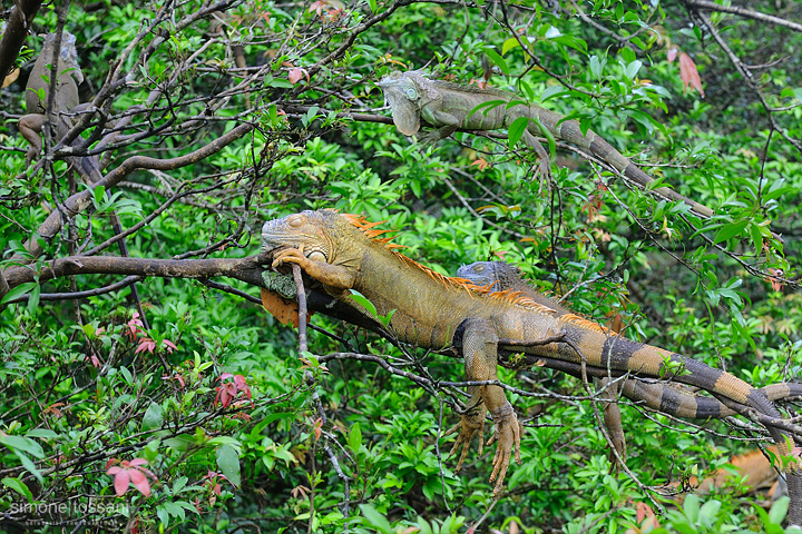 Iguana iguana  Nikon D700  Nikon 24/70 f/2.8  1/100 Sec  f/5.6  ISO 200 Caccia fotografica rettili materiale Nikon Simone Tossani