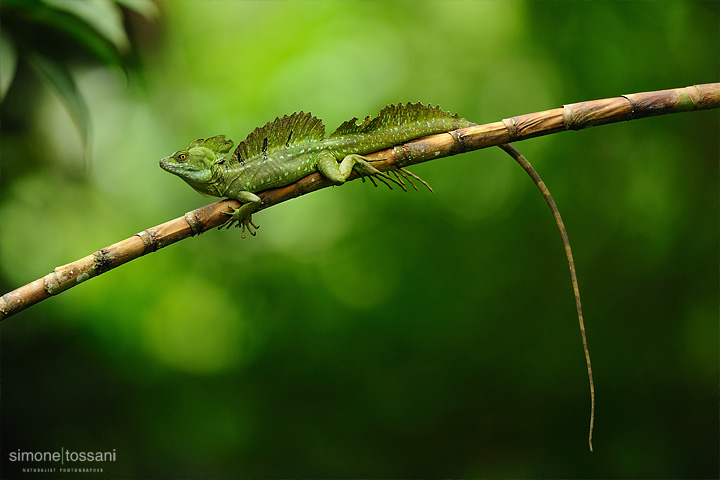 Basiliscus plumifrons Nikon D3  Nikon 600 VR f/4  Nikon TC 1.7x  1/60 sec  f/6.3  ISO 1600 Caccia fotografica rettili materiale Nikon Simone Tossani